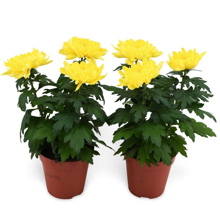 Krysanteemi, Chrysanthemum, Crysanne Super Nova, keltainen