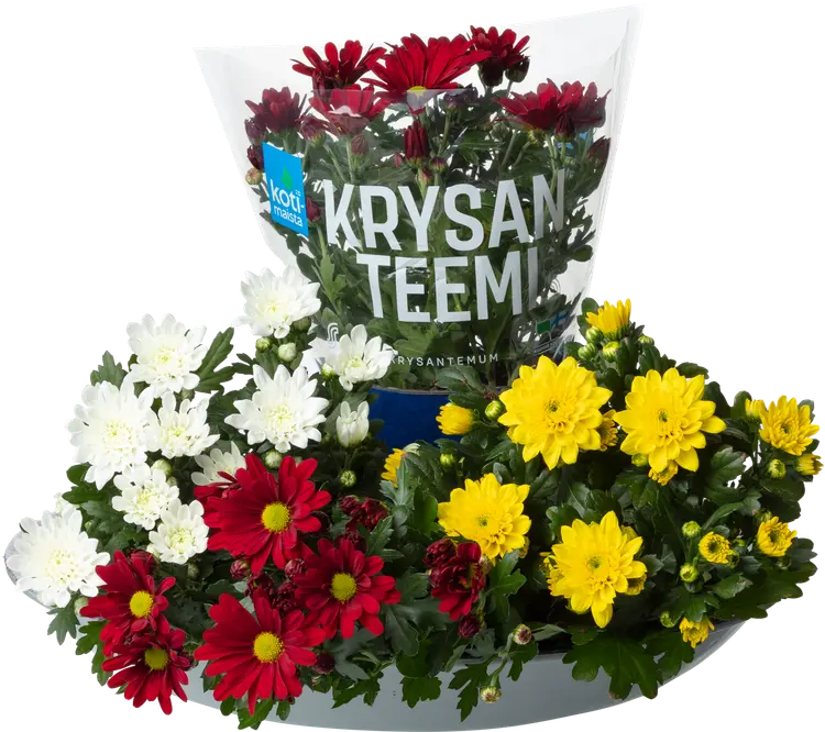 Kotimaista ruukkukrysanteemi, Chrysanthemum, värilajitelma, rk 12cm