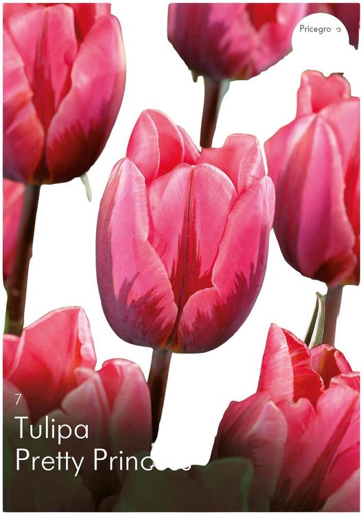 Tulppaani Pretty Princess 11/12, 7kpl