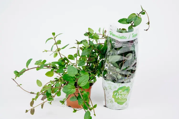 Deliverde piparminttu