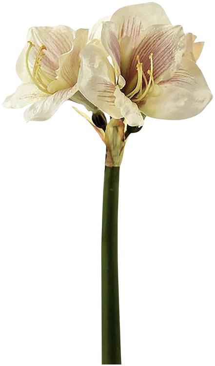 AmandaB amaryllis vaalea rosa 50 cm