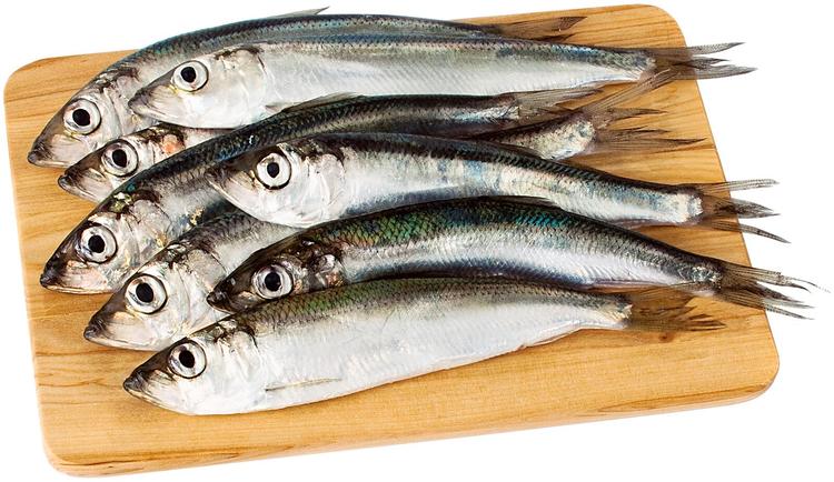 SILAKKA