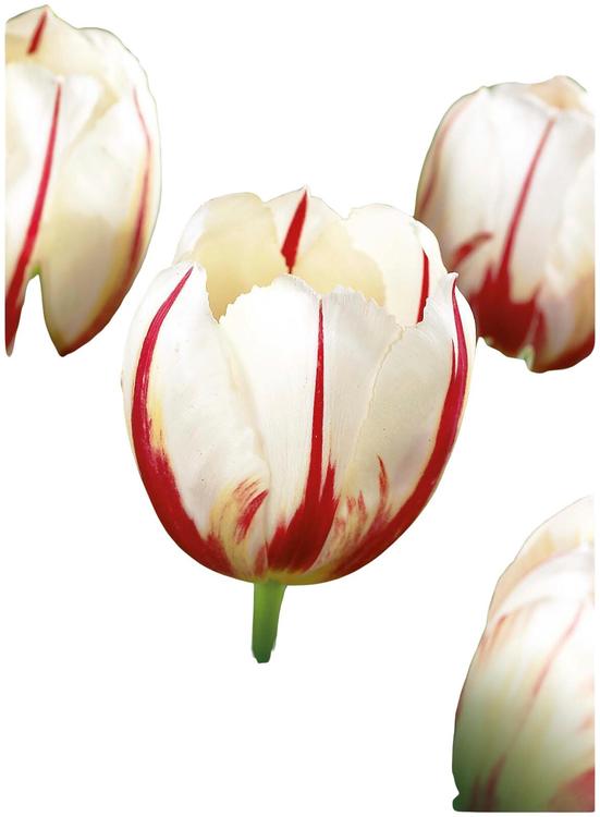 Tulppaani Carnaval de Rio Z11-12, 7kpl