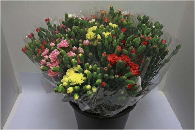 Elegansneilikka nippu 10 kpl