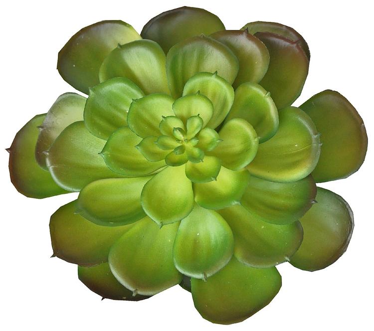 Finnmari mehikasvi halk 15 cm vihreä
