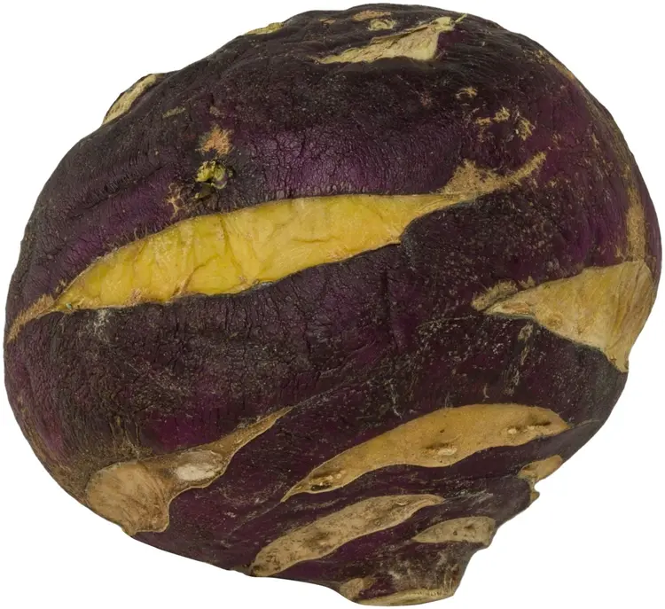 Kyssäkaali