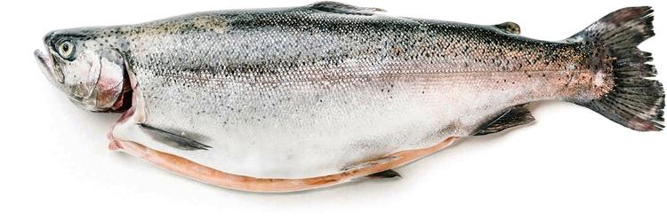 Kokonainen Lohi n. 6,5 kg