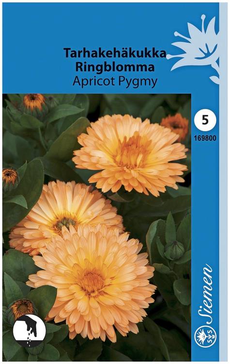 Siemen tarhakehäkukka 'Apricot Pygmy'