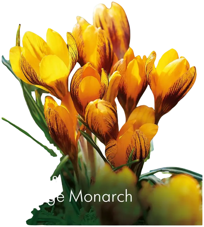 Kultasahrami Orange Monarch Z5/7, 12kpl