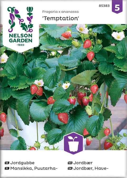 Nelson Garden Siemen Mansikka, Puutarha-, Temptation