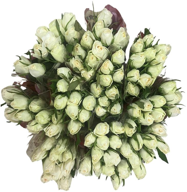 Ruusu Nordia, valkoinen, 10kpl kimppu, pituus 40cm