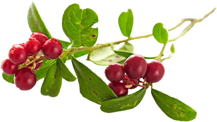 Puolukka Suomi 250g