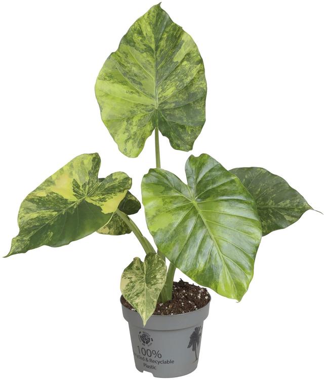 Alokaasia