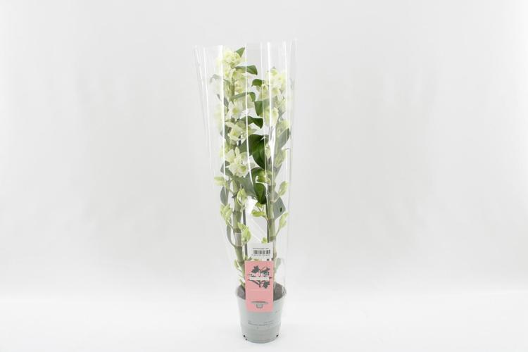 Dendriobium 2 vart