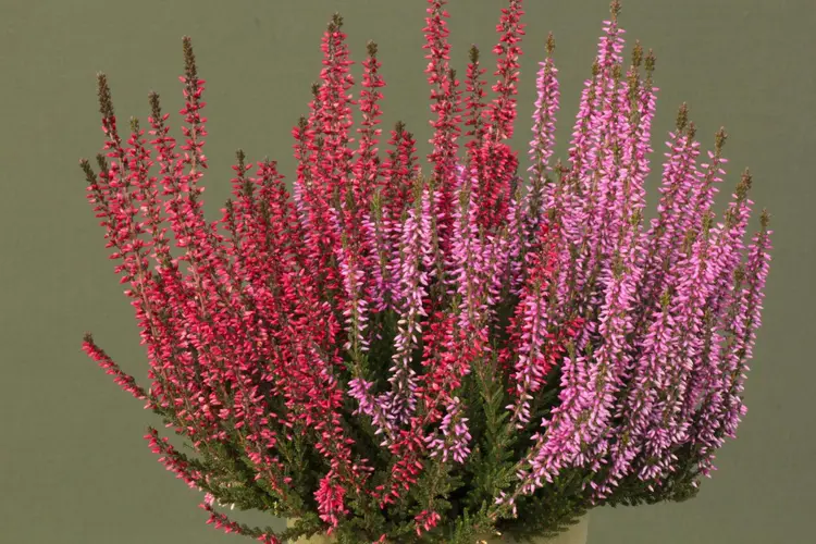 Aitokanerva Calluna vulgaris Twin rk 12 cm