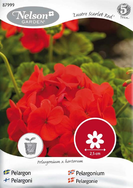 Nelson Garden Siemen Pelargoni, Lustre Scarlet Red