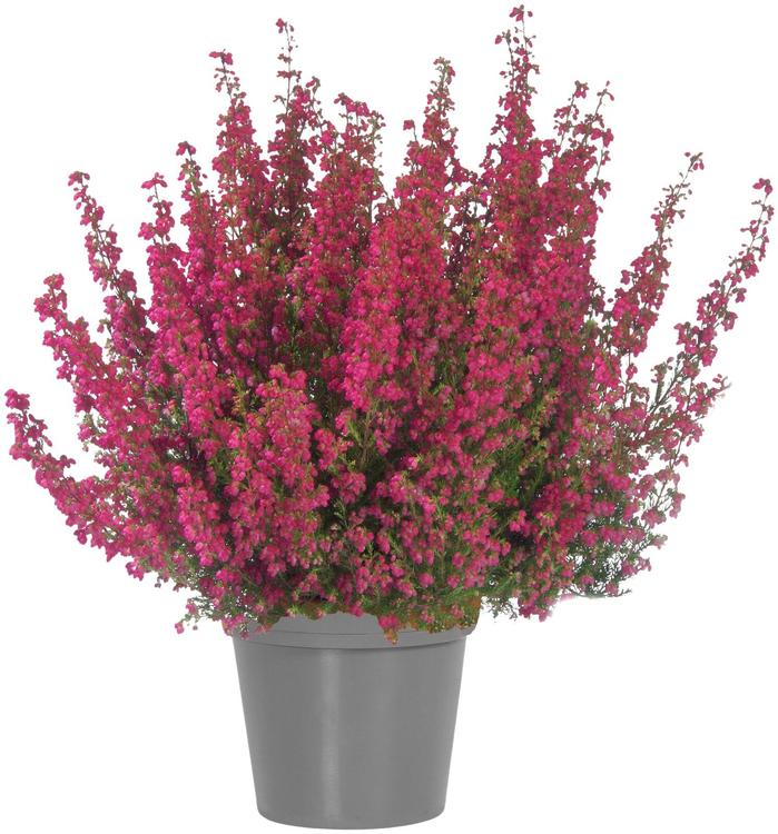 ERICA 11 CM