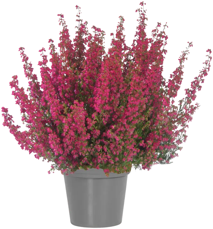 Erica gracilis syyskellokanerva rk 12 cm, punainen