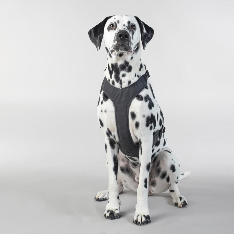 PAIKKA Visibility Harness koiran valjaat dark XXL