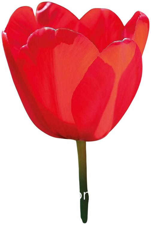 Tulppaani Red Impression Z11-12, 7kpl