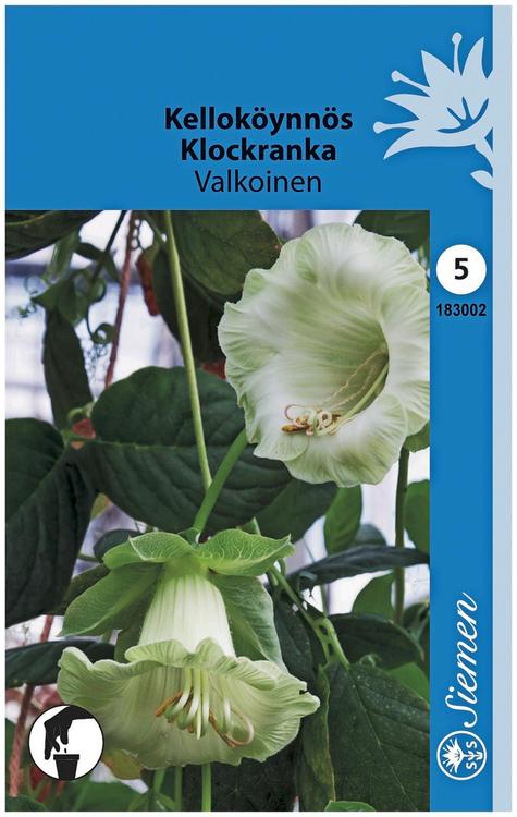Siemen kelloköynnös valkoinen