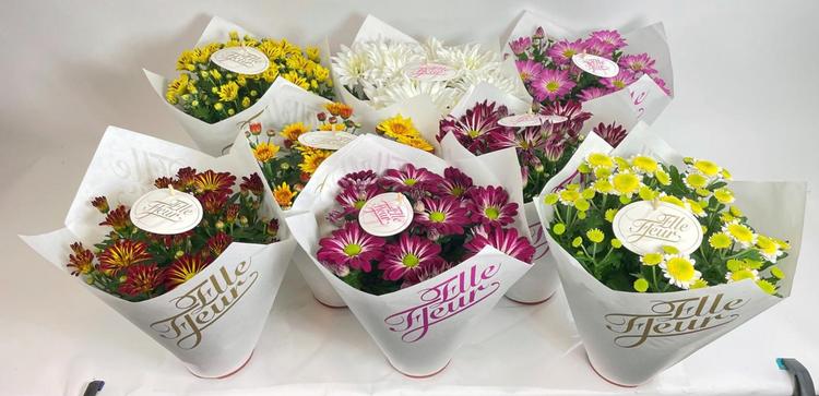 Ruukkukrysanteemi Elle Fleur, paperikääre, värilajitelma