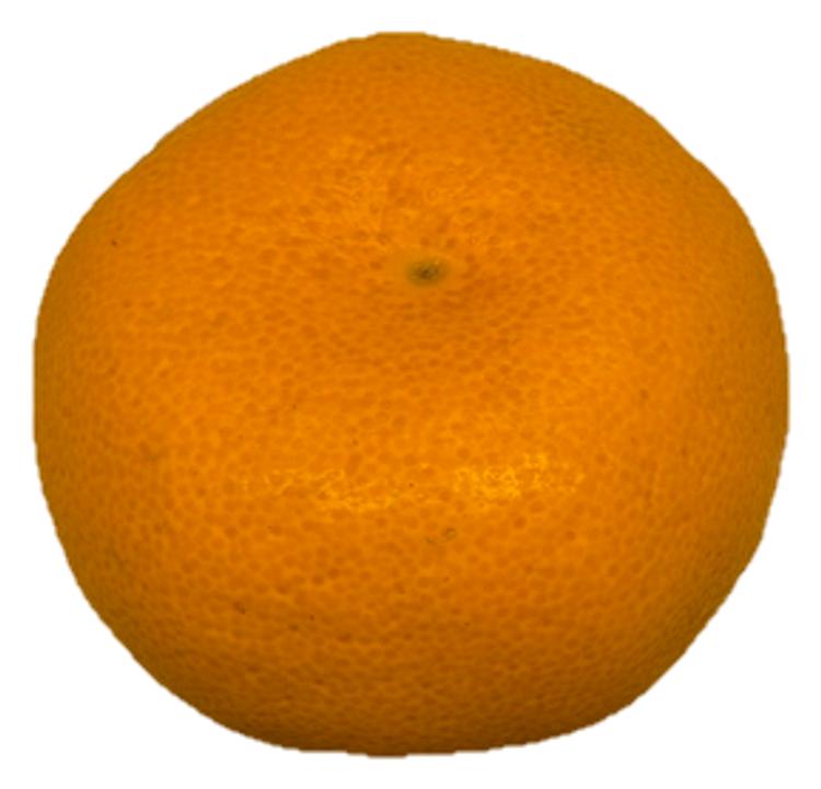 Satsuma I klass