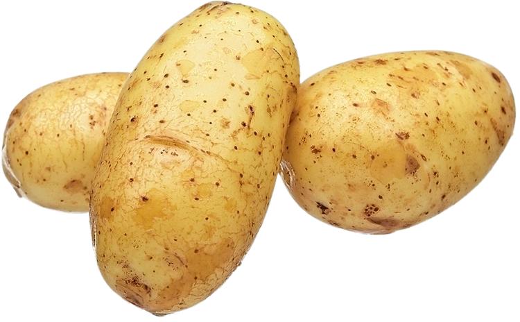 Peruna kiinteä