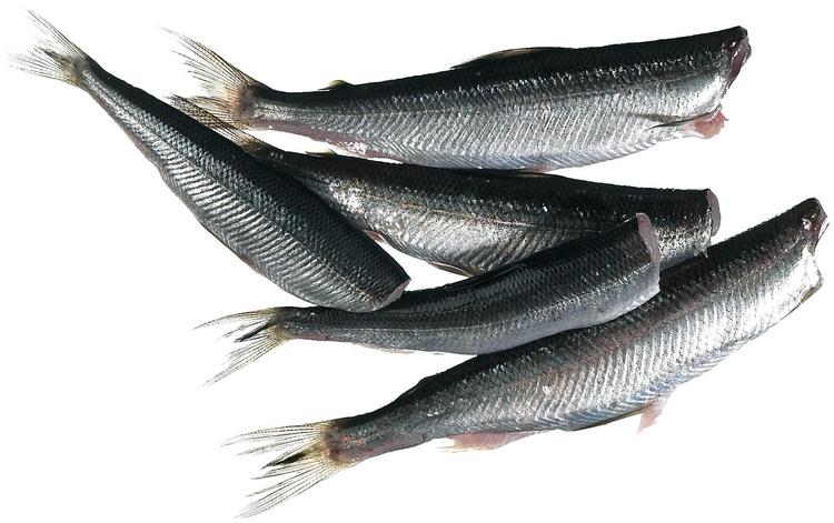 Perattu muikku 1 kg