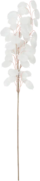 Teko-oksa Eukalyptus valkoinen 30 cm