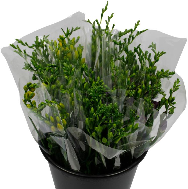 Freesia nippu, värilajitelma, 50cm