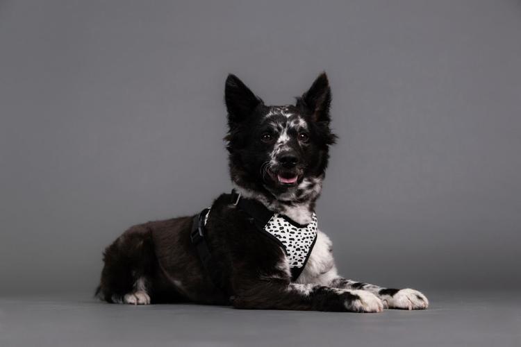 PAIKKA Harness koiran valjaat 2.0 M