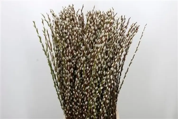 Pajunoksat 70cm, 5kpl