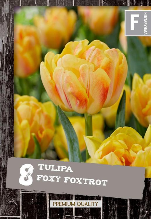 Tulppaani Foxy Foxtrot 8kpl