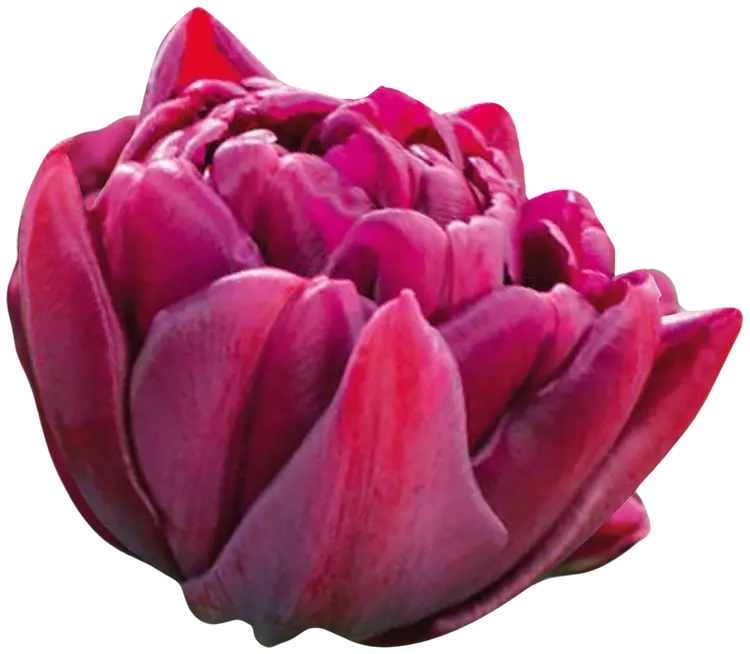 Tulppaani Alison Brandly Z11-12, 7kpl