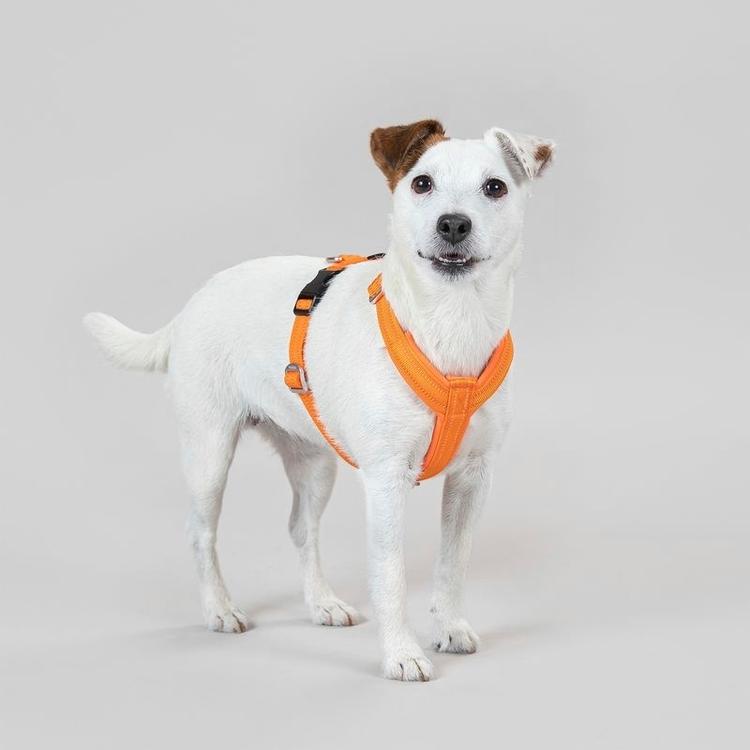 PAIKKA Easy Harness koiran valjaat orange S