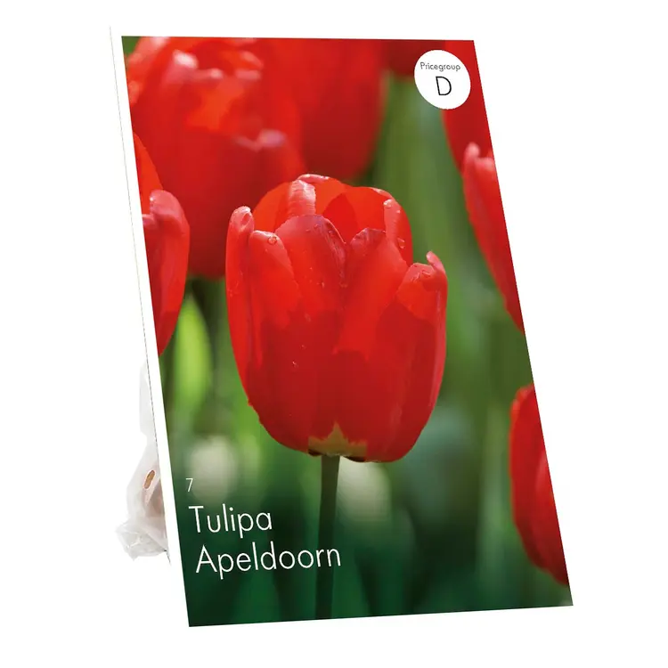 Tulppaani Apeldoorn Z11-12, 7kpl