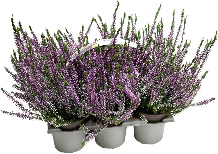 Calluna vulgaris Garden Girls 6-pack, lajitelma eri värejä, yhden ruukun koko 9cm