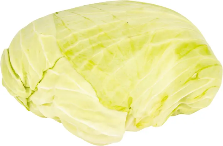 Käärylekaali