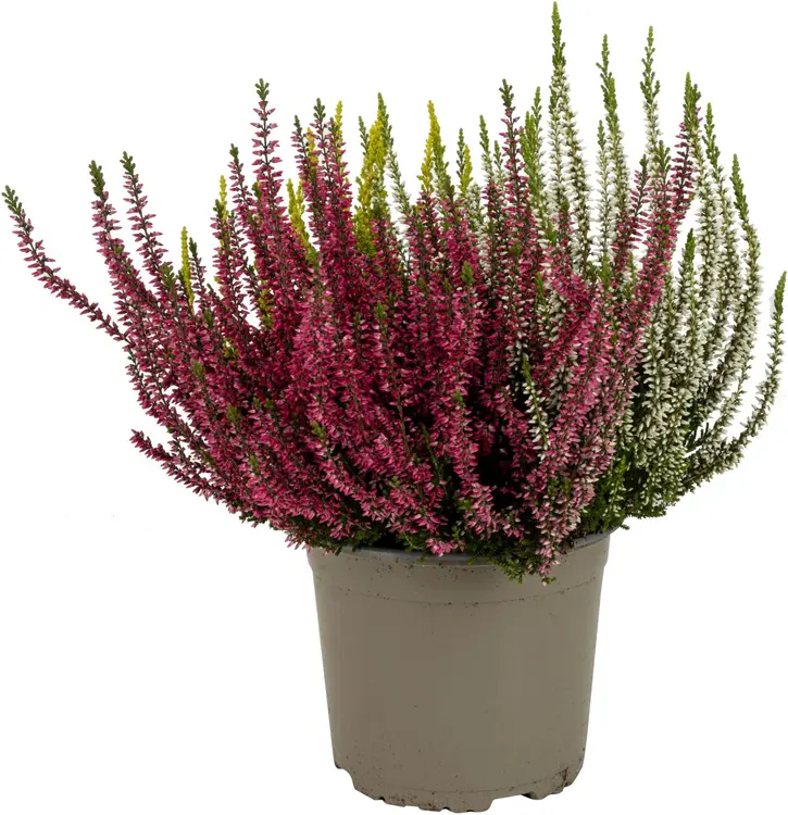 Aitokanerva Calluna Vulgaris Trio-Girls kolmivärinen, eri väriyhdistelmiä, rk 17 cm