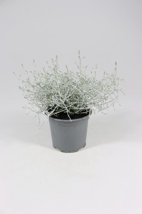 PADIPÕÕSAS 11 CM