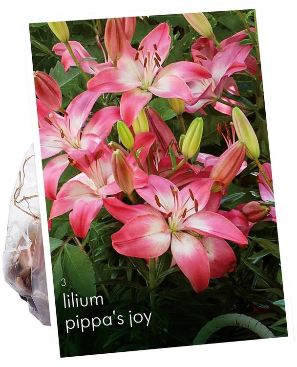 Päivänlilja Pippa's Joy 14/16 3kpl