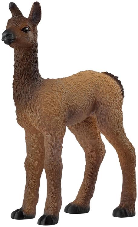 Laamani foal