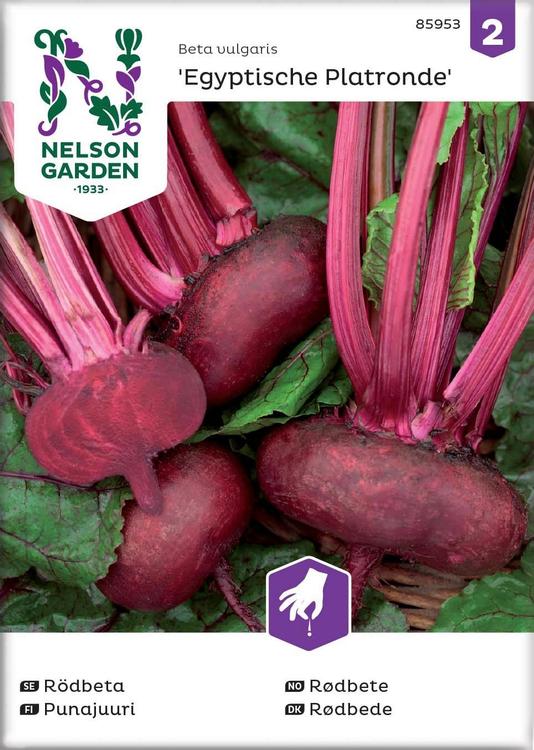 Nelson Garden Siemen Punajuuri, Egyptiläinen