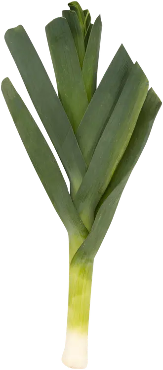 Purjo 200g Hollanti