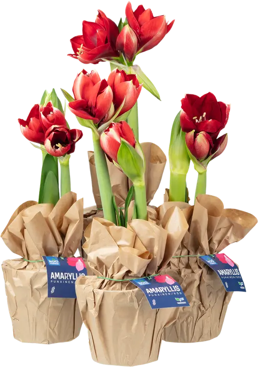 Kotimaista punainen amaryllis lahjakääreessä