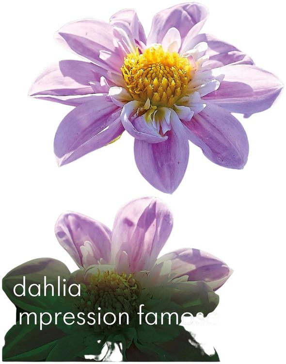 Dahlia Impression Famosa 1kpl