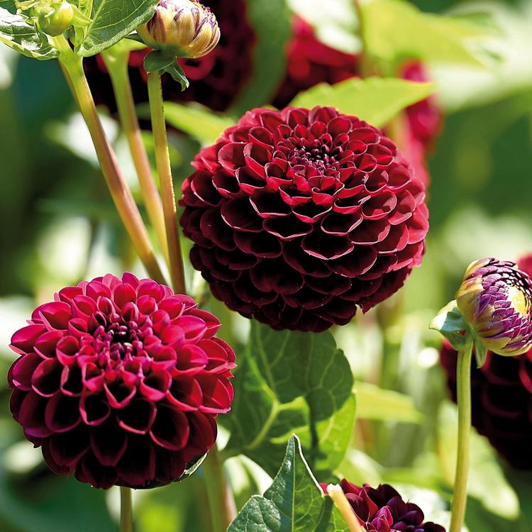 Dahlia Natal 1 sipuli