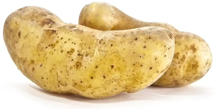 Puikula irto