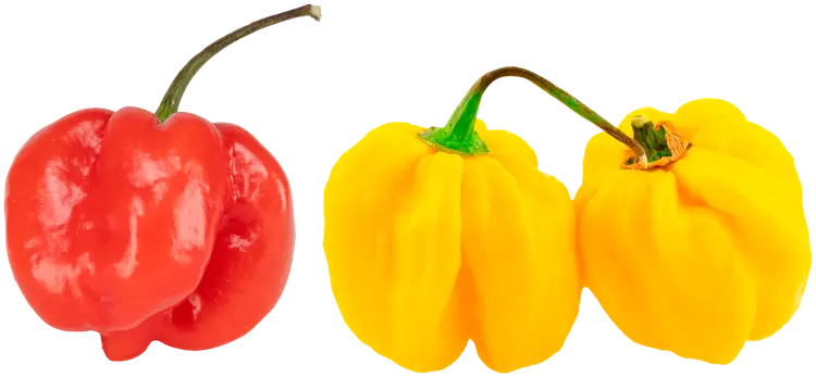 Habanero erittäin tulinen 10